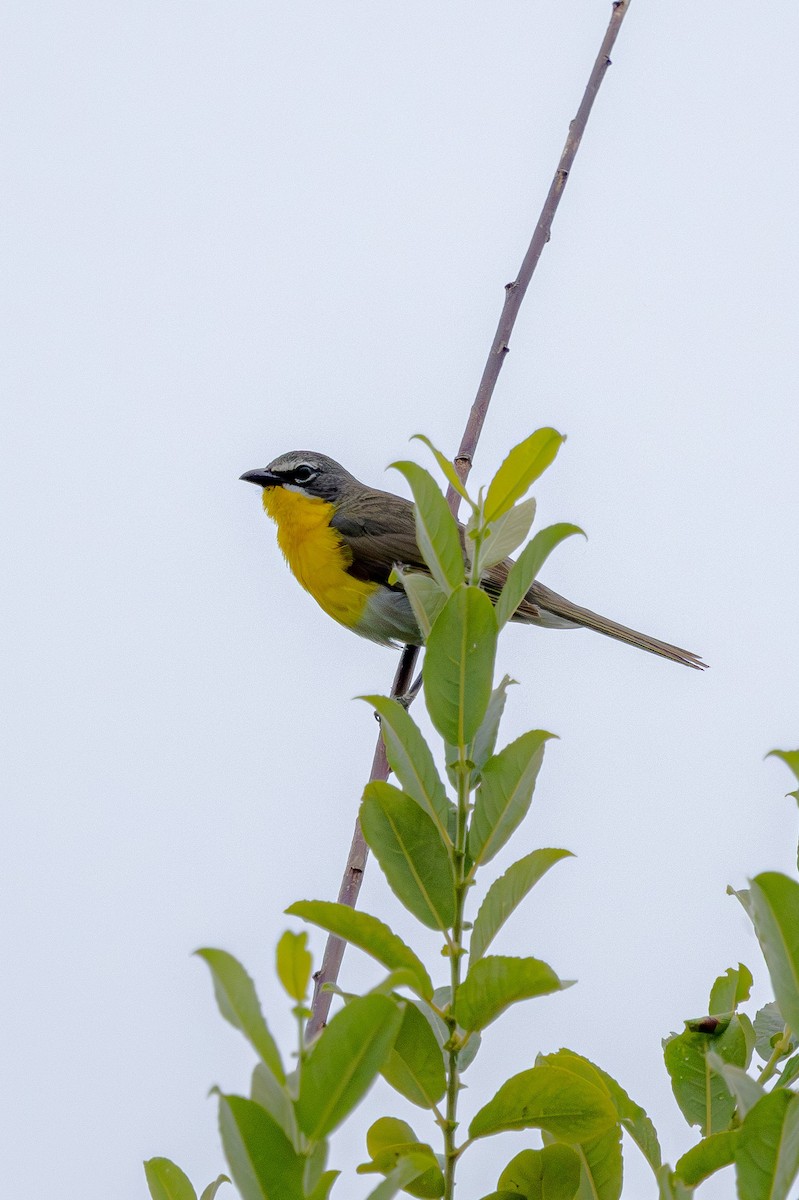 Yellow-breasted Chat - ML620750810