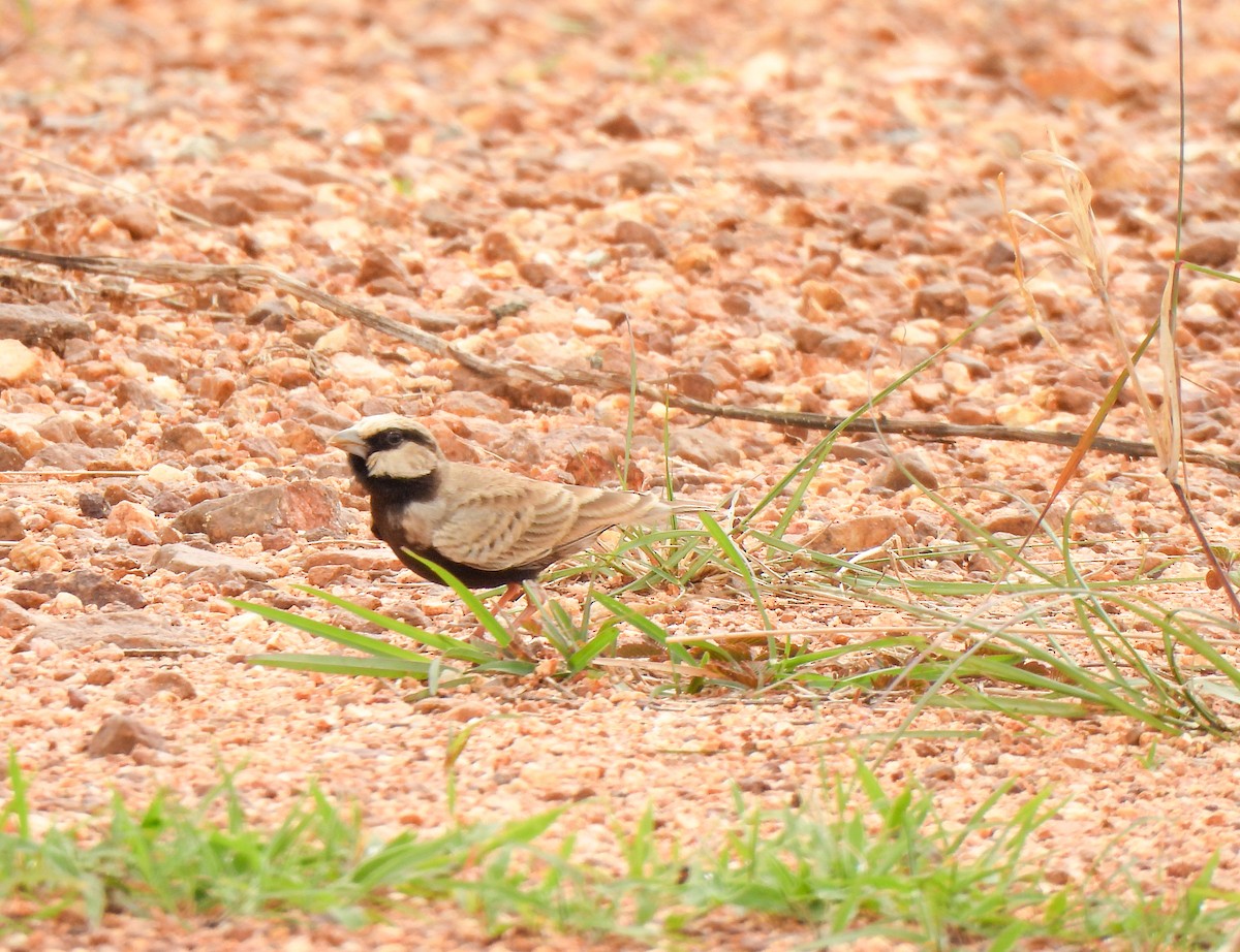 Ashy-crowned Sparrow-Lark - ML620750829
