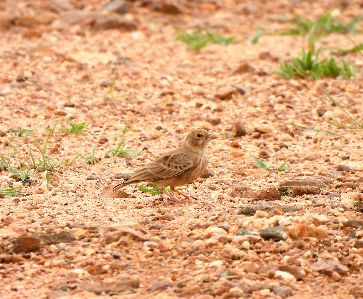 Ashy-crowned Sparrow-Lark - ML620750830