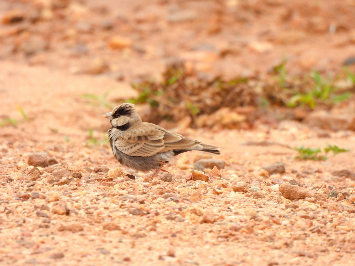 Ashy-crowned Sparrow-Lark - ML620750831