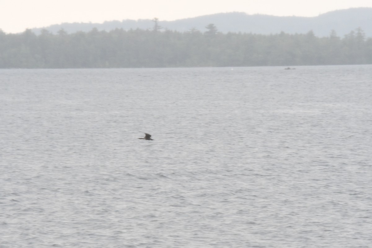 Double-crested Cormorant - ML620750832