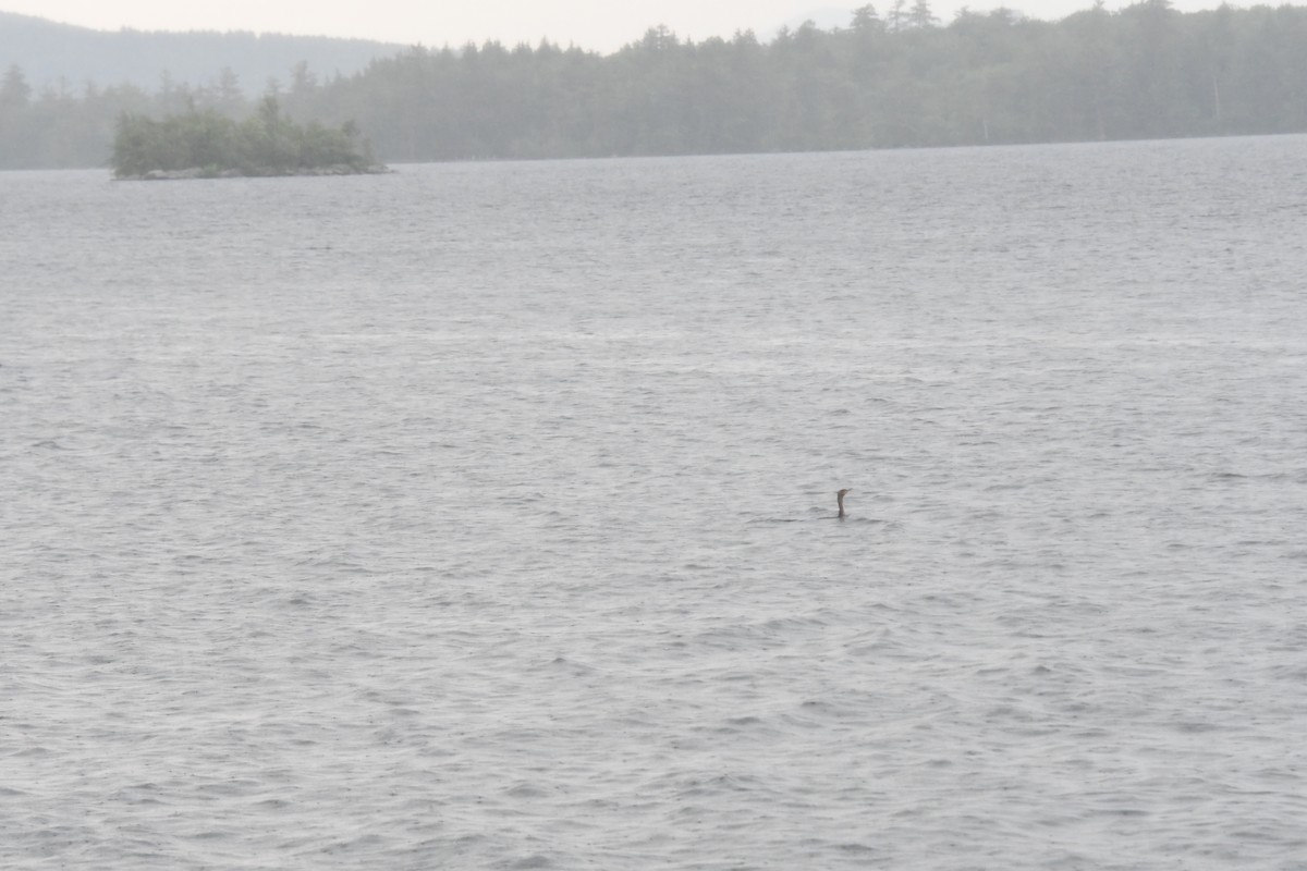 Double-crested Cormorant - ML620750834