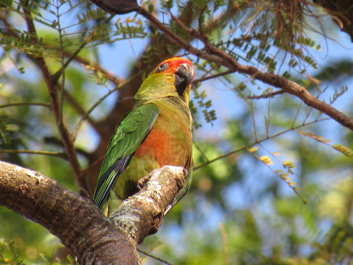 Golden-capped Parakeet - Rose Maria Duda