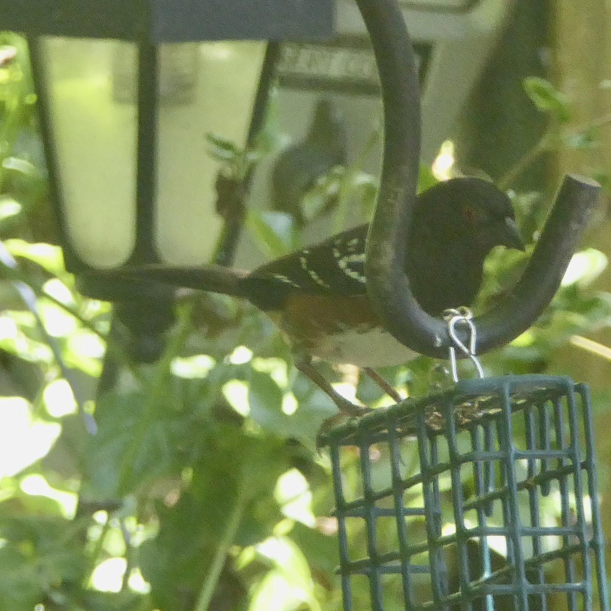 Spotted Towhee - ML620750861