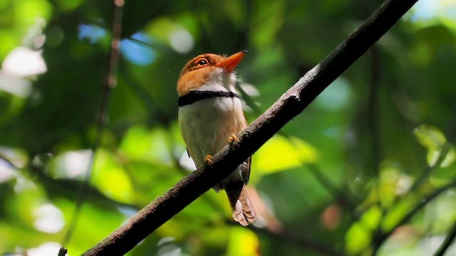 Collared Puffbird - ML620750868