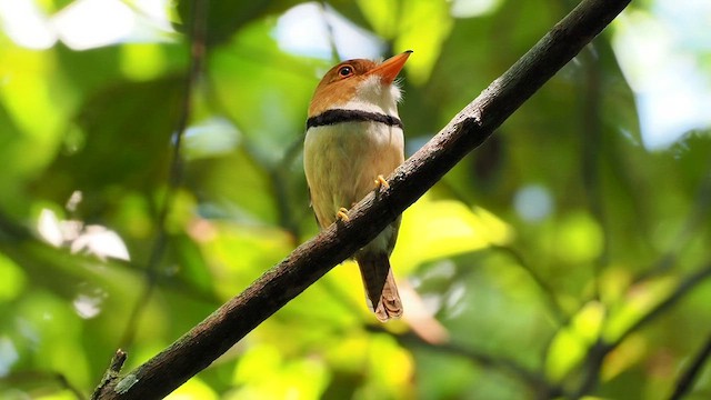 Collared Puffbird - ML620750869