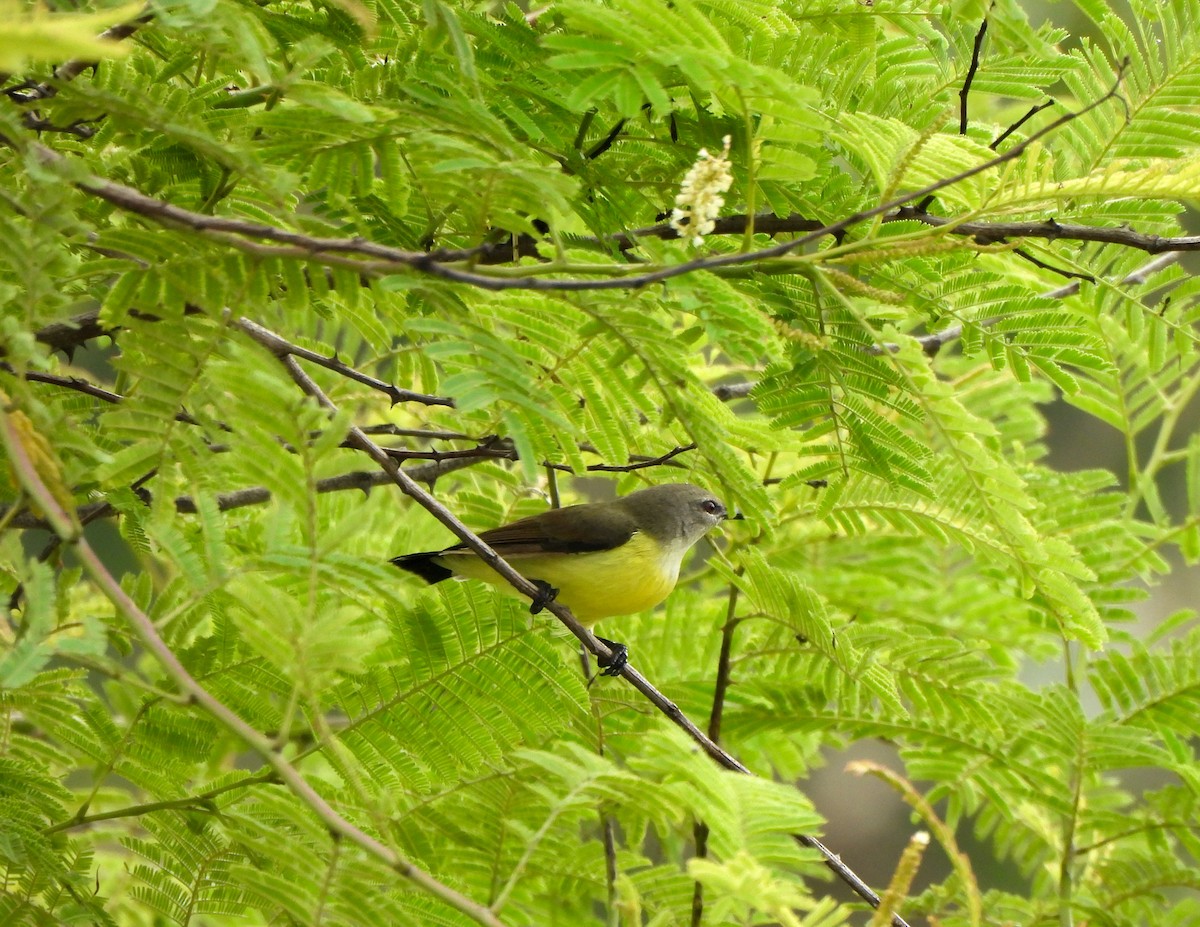 Purple-rumped Sunbird - ML620750873