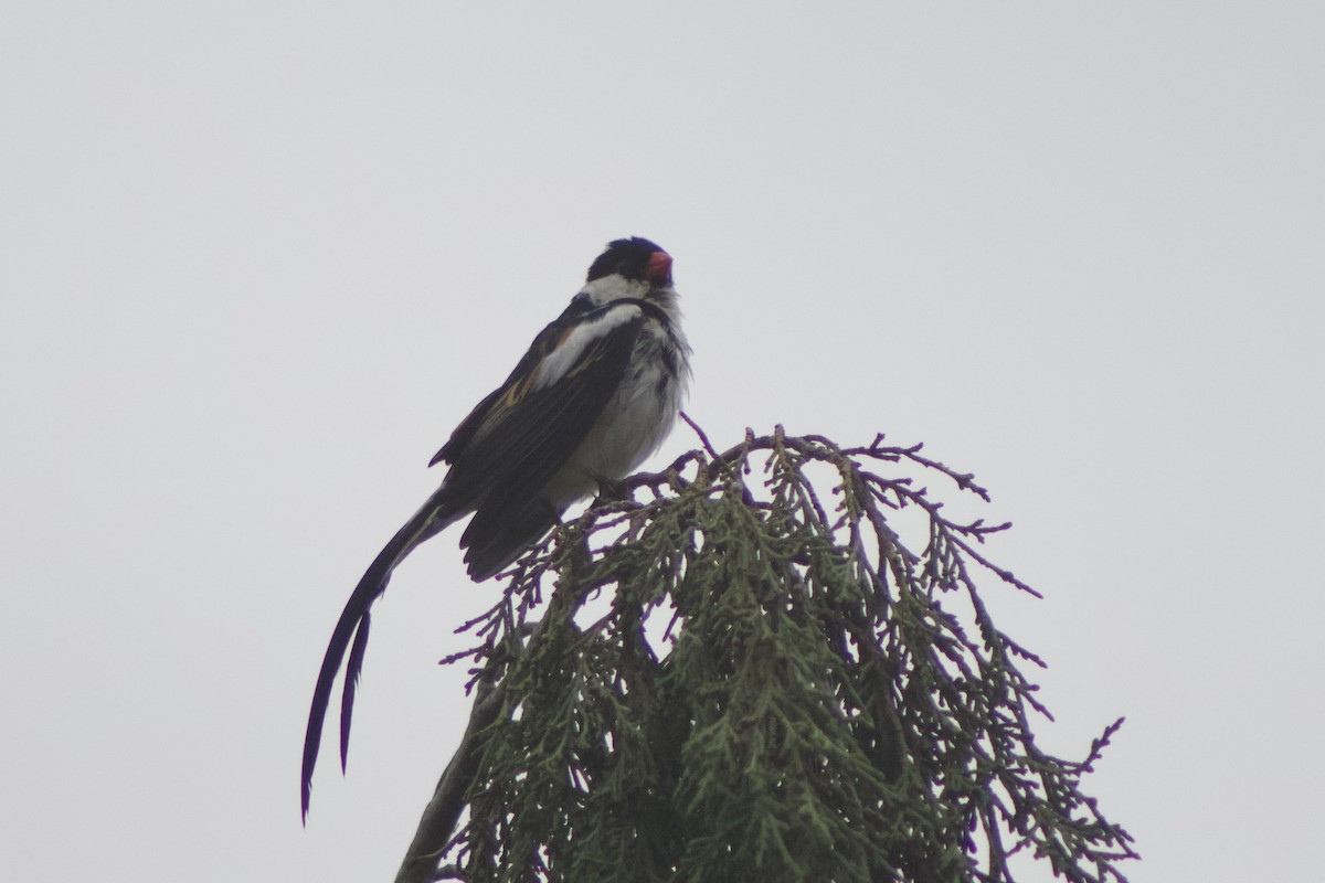 Pin-tailed Whydah - ML620750881