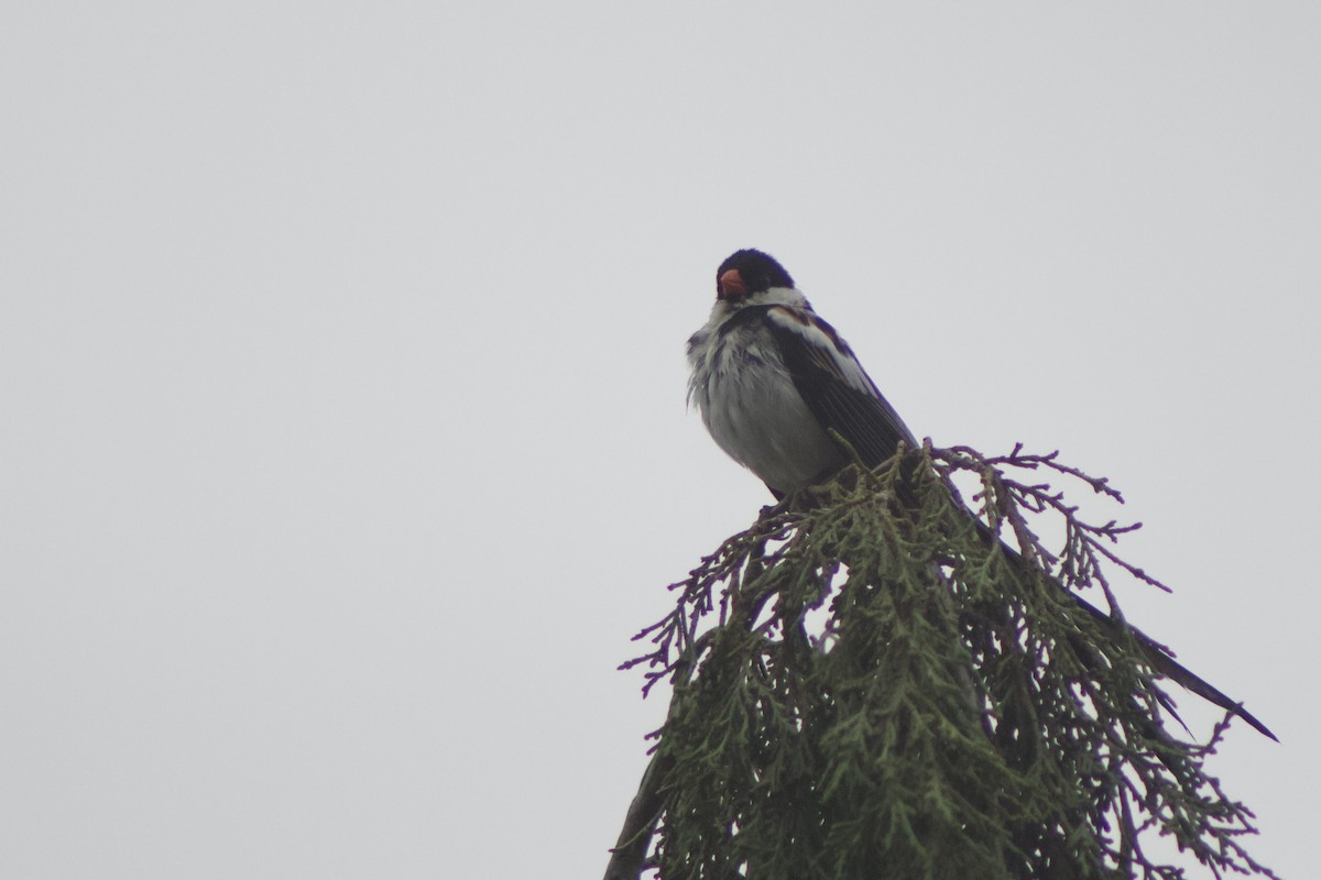 Pin-tailed Whydah - ML620750882
