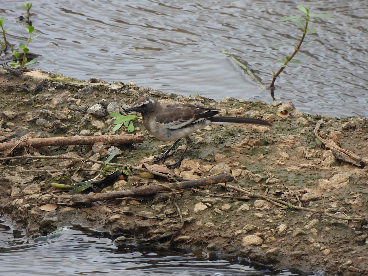 White-browed Wagtail - ML620750888