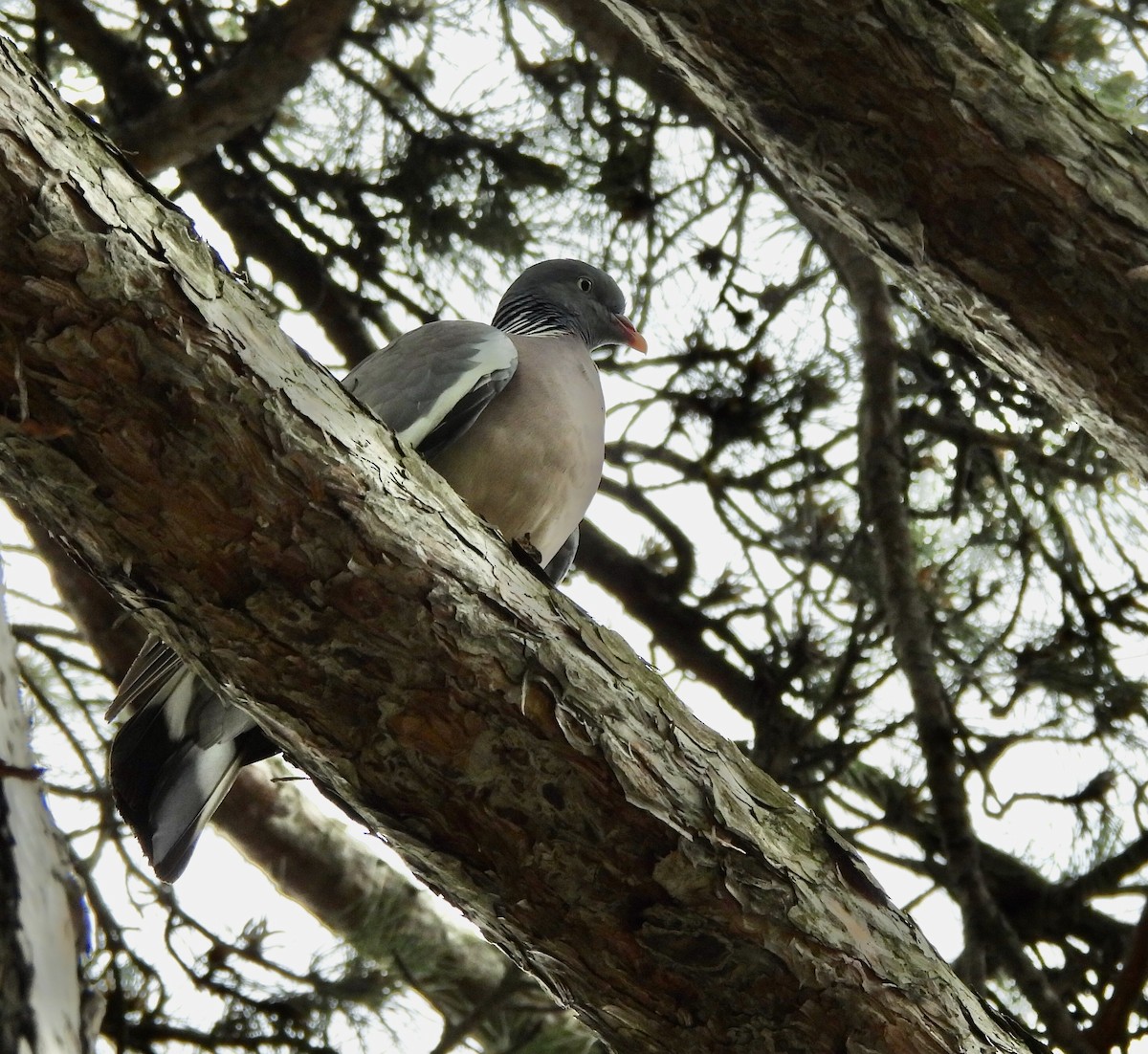 Common Wood-Pigeon - ML620750892
