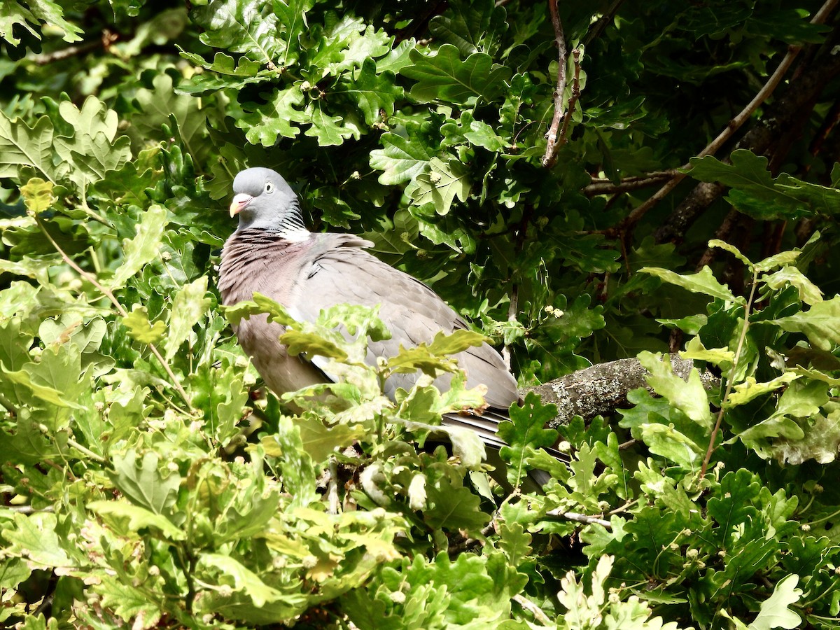 Common Wood-Pigeon - ML620750893