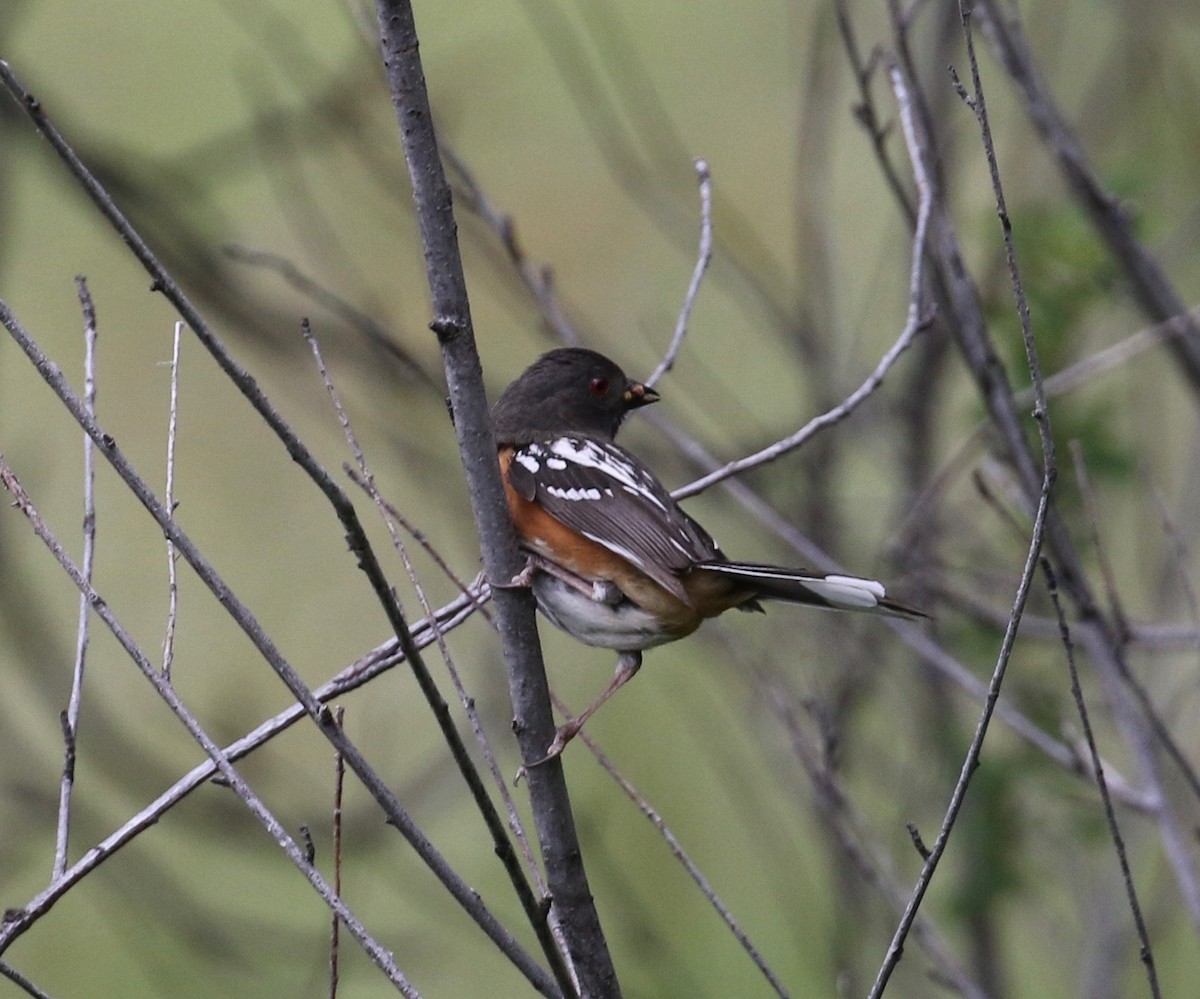 Spotted Towhee - ML620750895