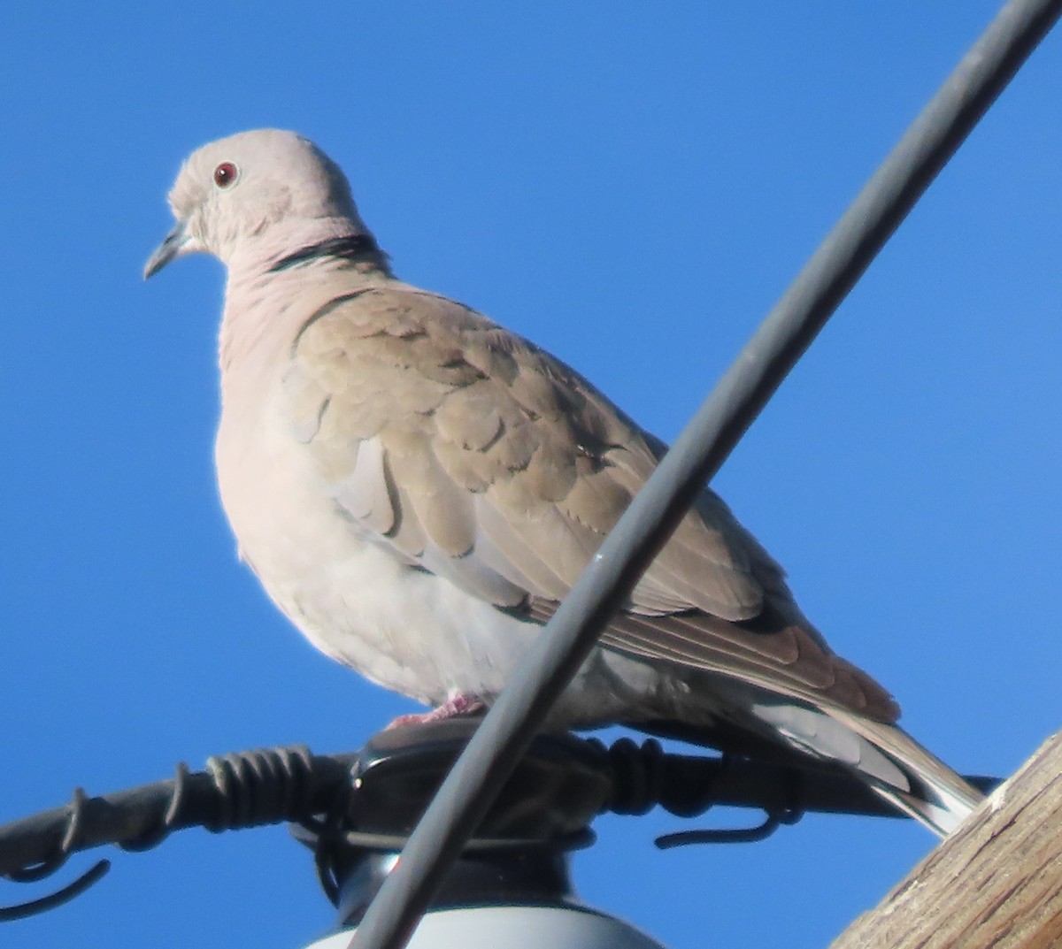 Eurasian Collared-Dove - BEN BAILEY