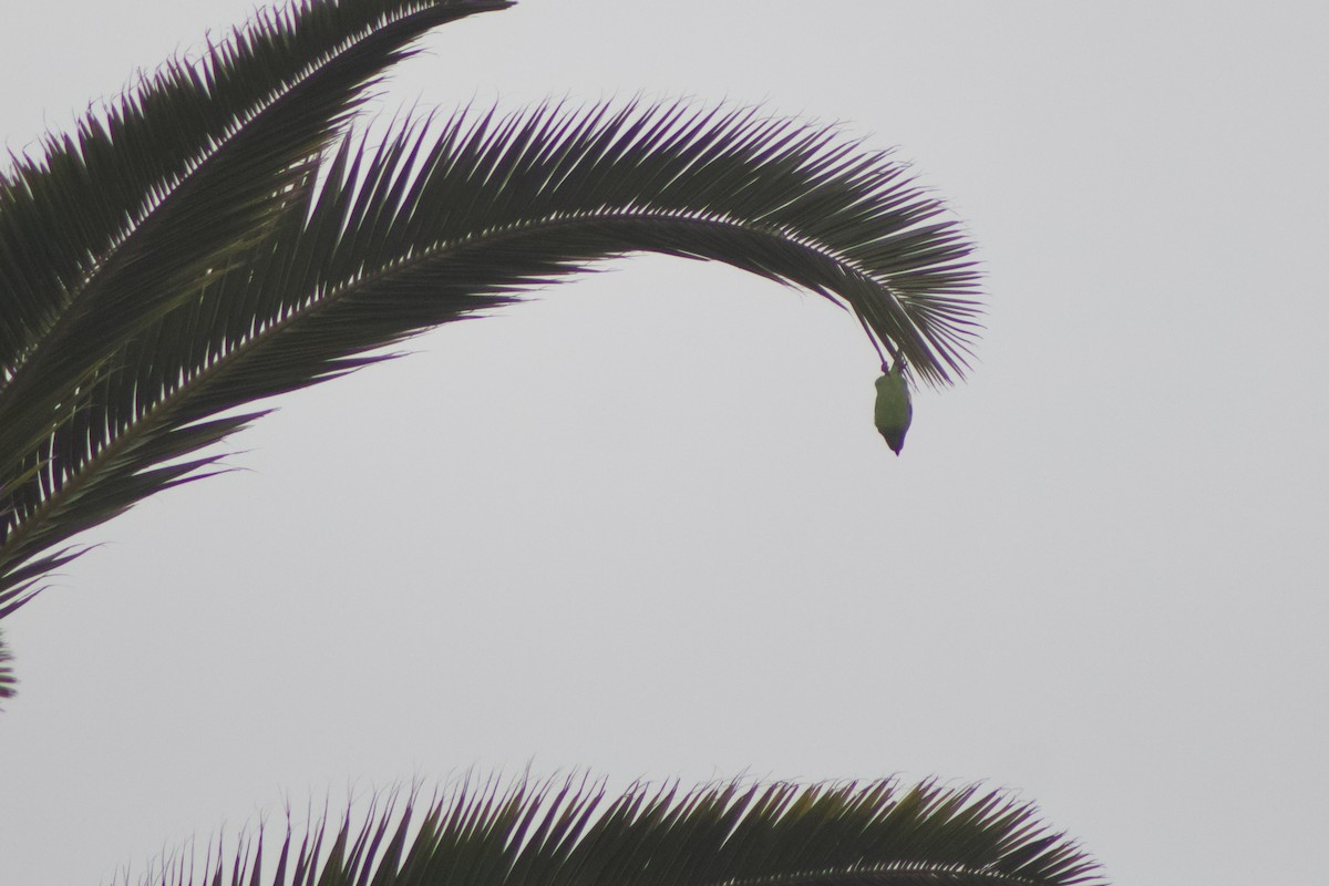 Yellow-chevroned Parakeet - ML620750918