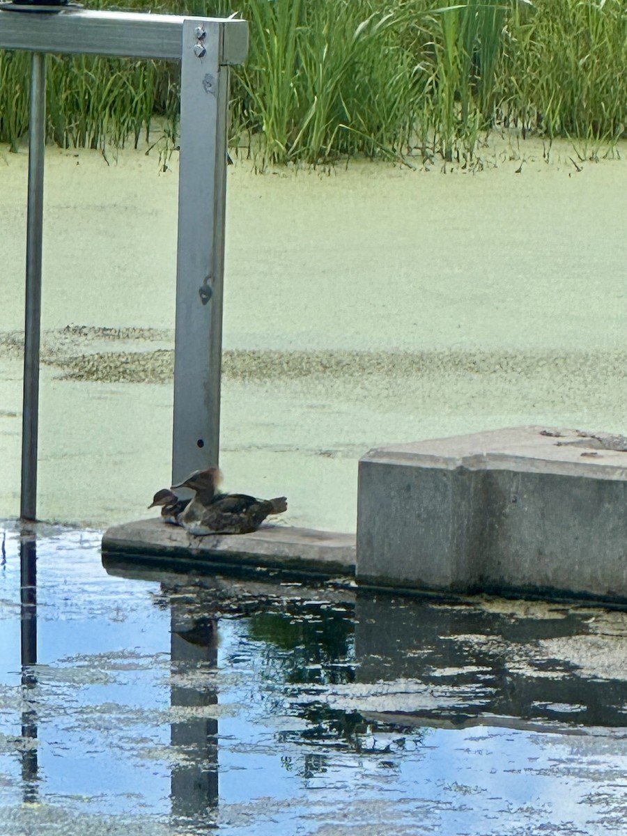 Hooded Merganser - ML620750921