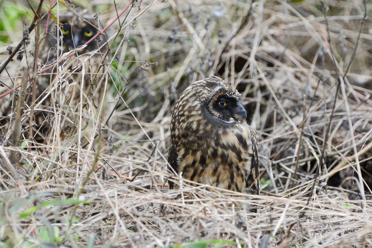 Short-eared Owl (Galapagos) - ML620750926