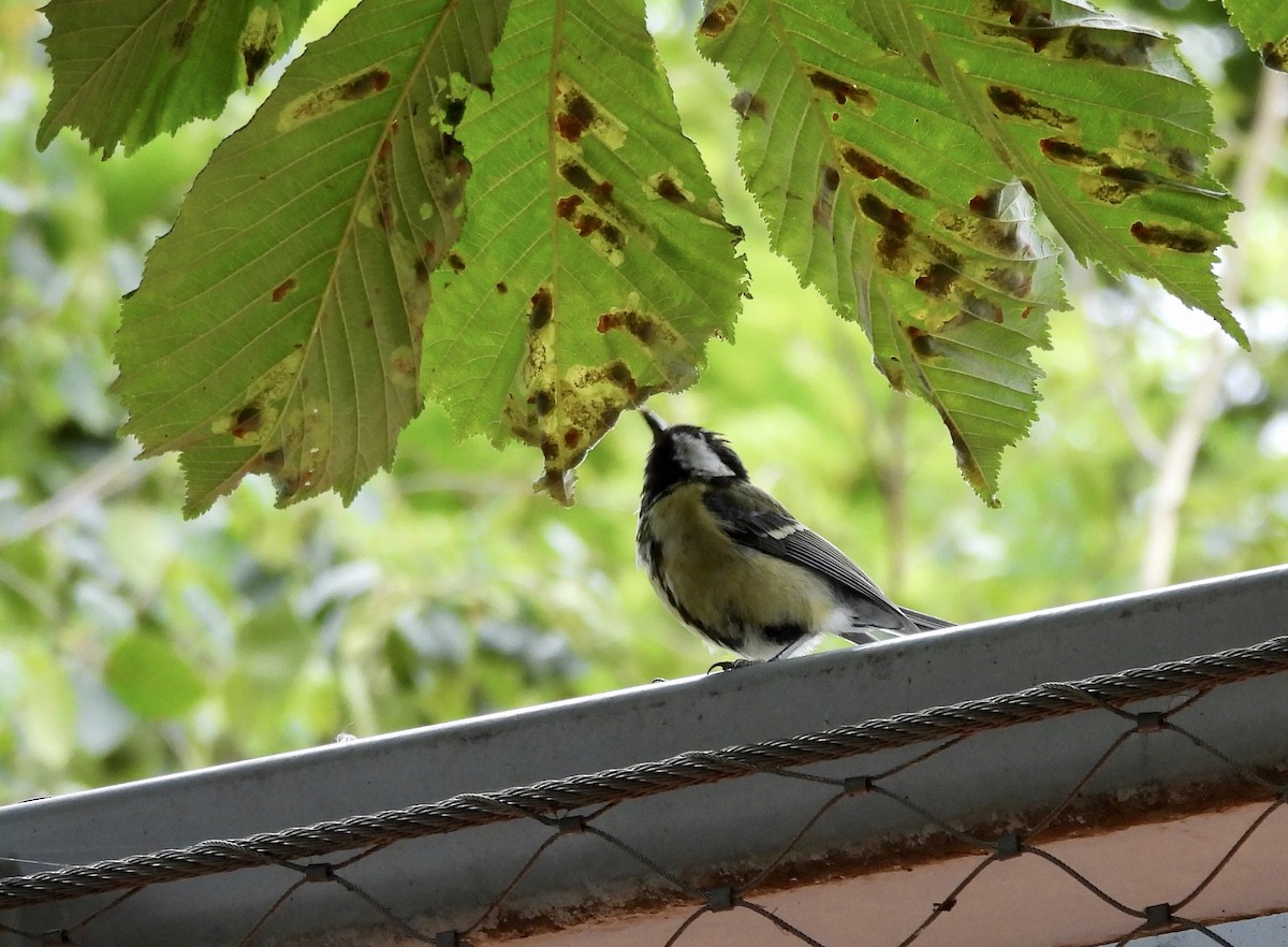 Great Tit - Michelle Bélanger