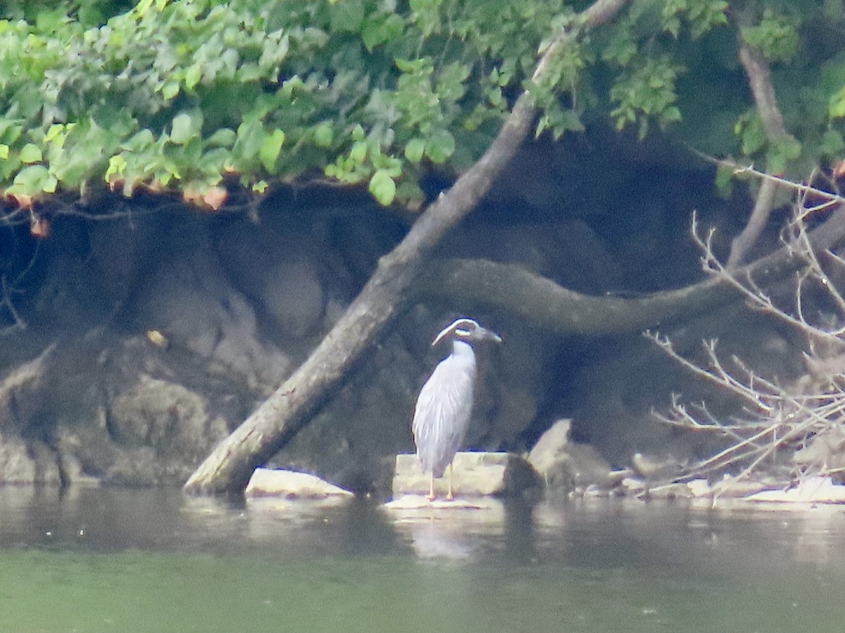 Yellow-crowned Night Heron - ML620750946