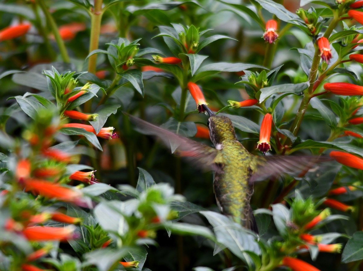 Ruby-throated Hummingbird - ML620750979