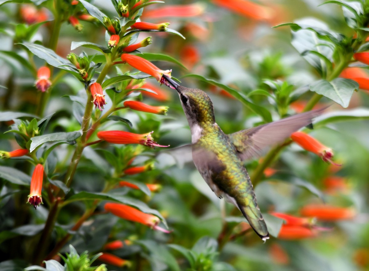 Ruby-throated Hummingbird - ML620750984