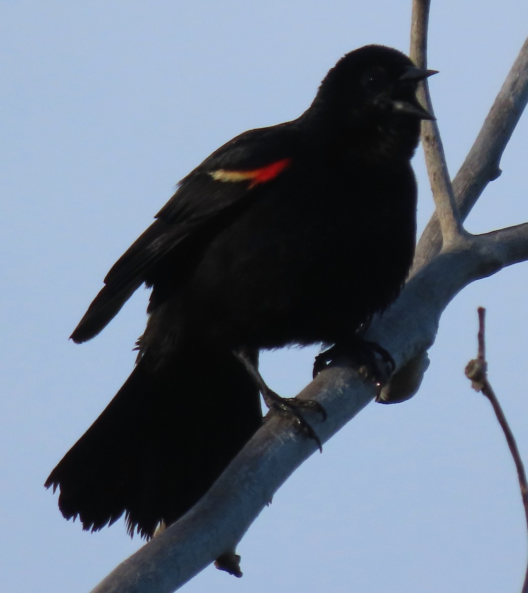 Red-winged Blackbird - ML620750987