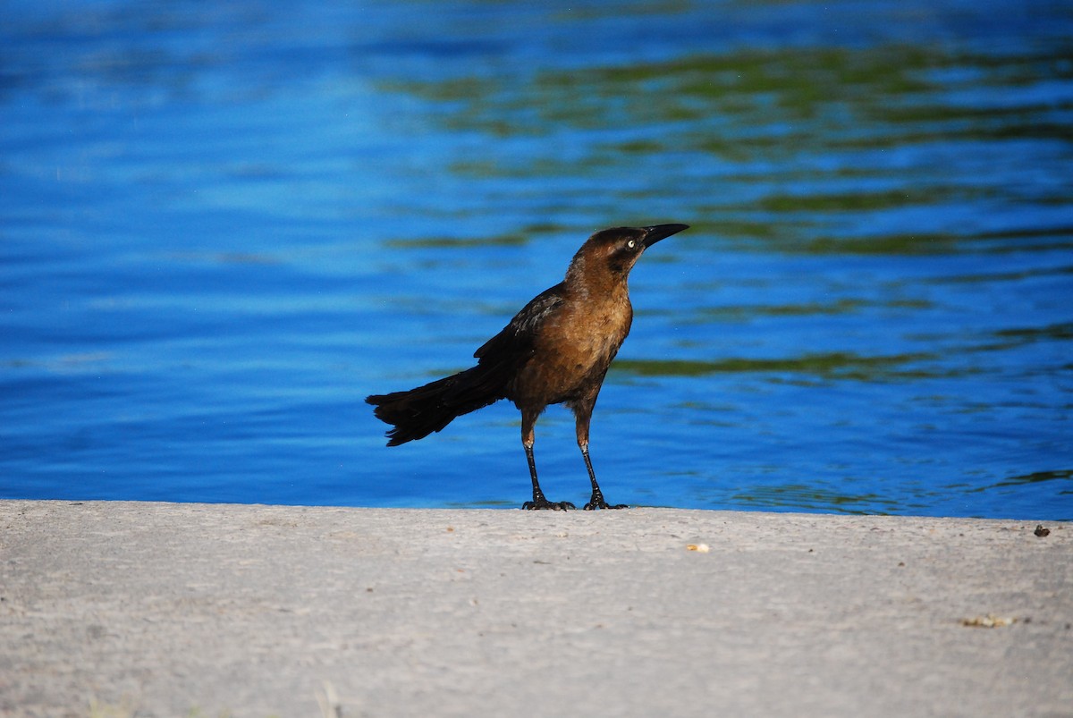 Great-tailed Grackle - ML620750994