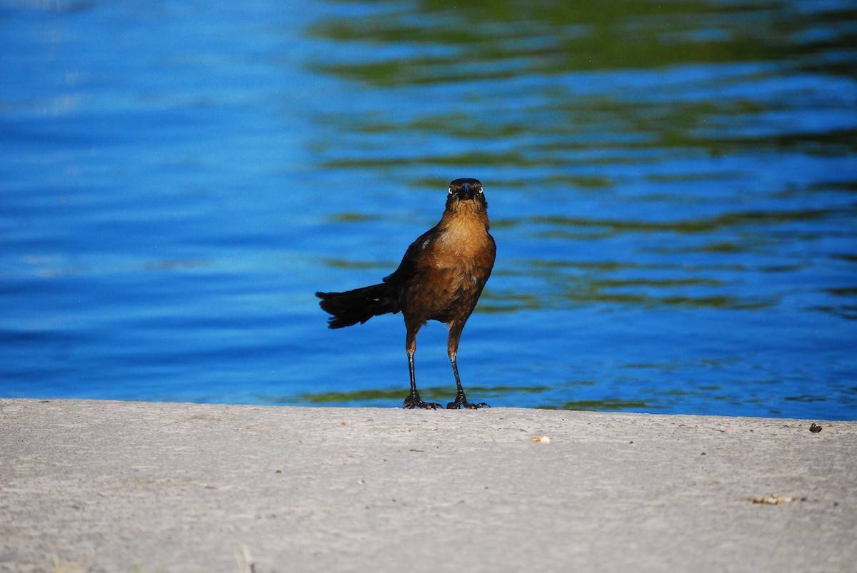 Great-tailed Grackle - ML620750995