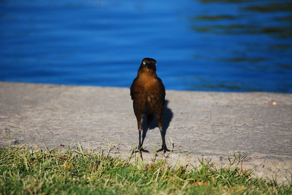 Great-tailed Grackle - ML620750996