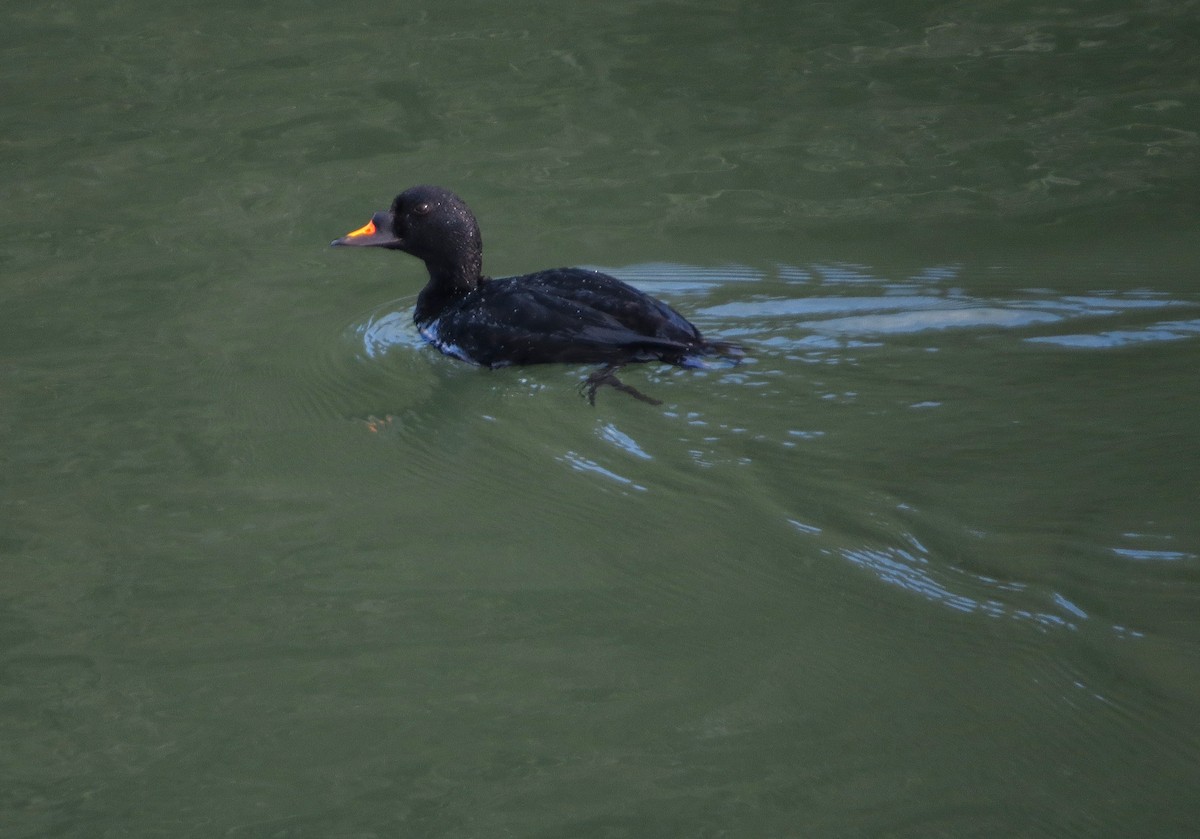 Common Scoter - ML620751007