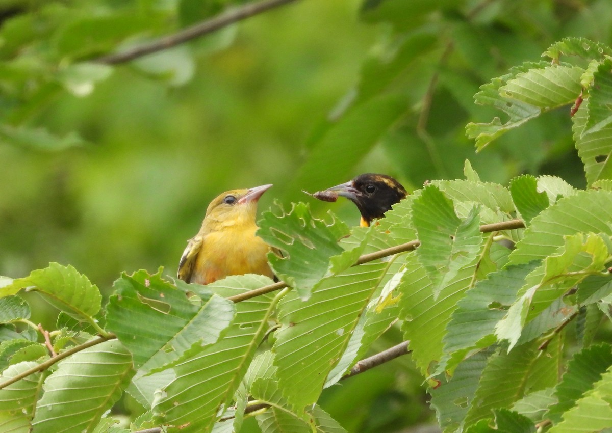 Baltimore Oriole - Amy Lyyski