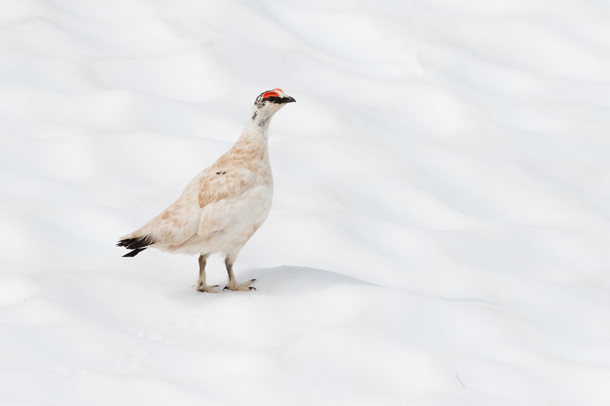 Rock Ptarmigan - ML620751021