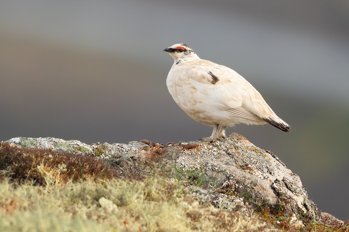 Rock Ptarmigan - ML620751022