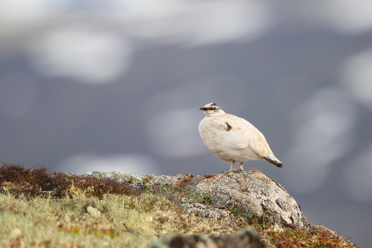 Rock Ptarmigan - ML620751023