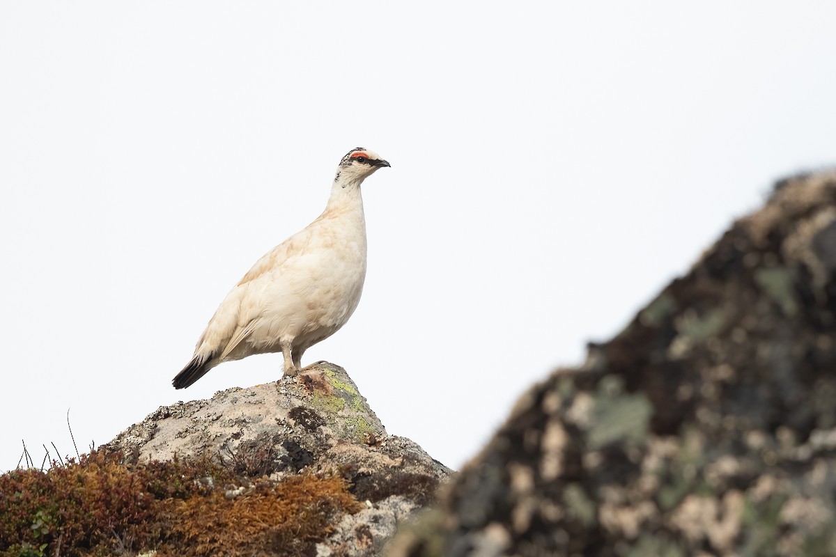 Rock Ptarmigan - ML620751024