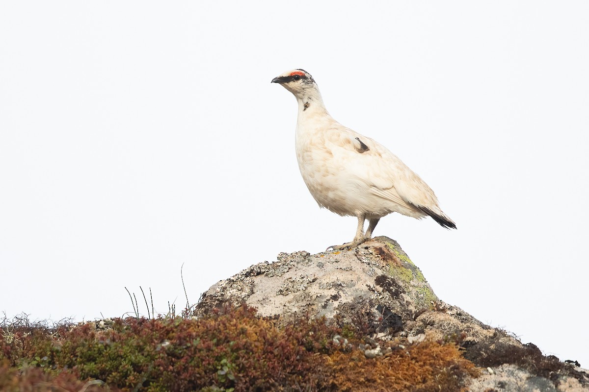 Alpenschneehuhn - ML620751025