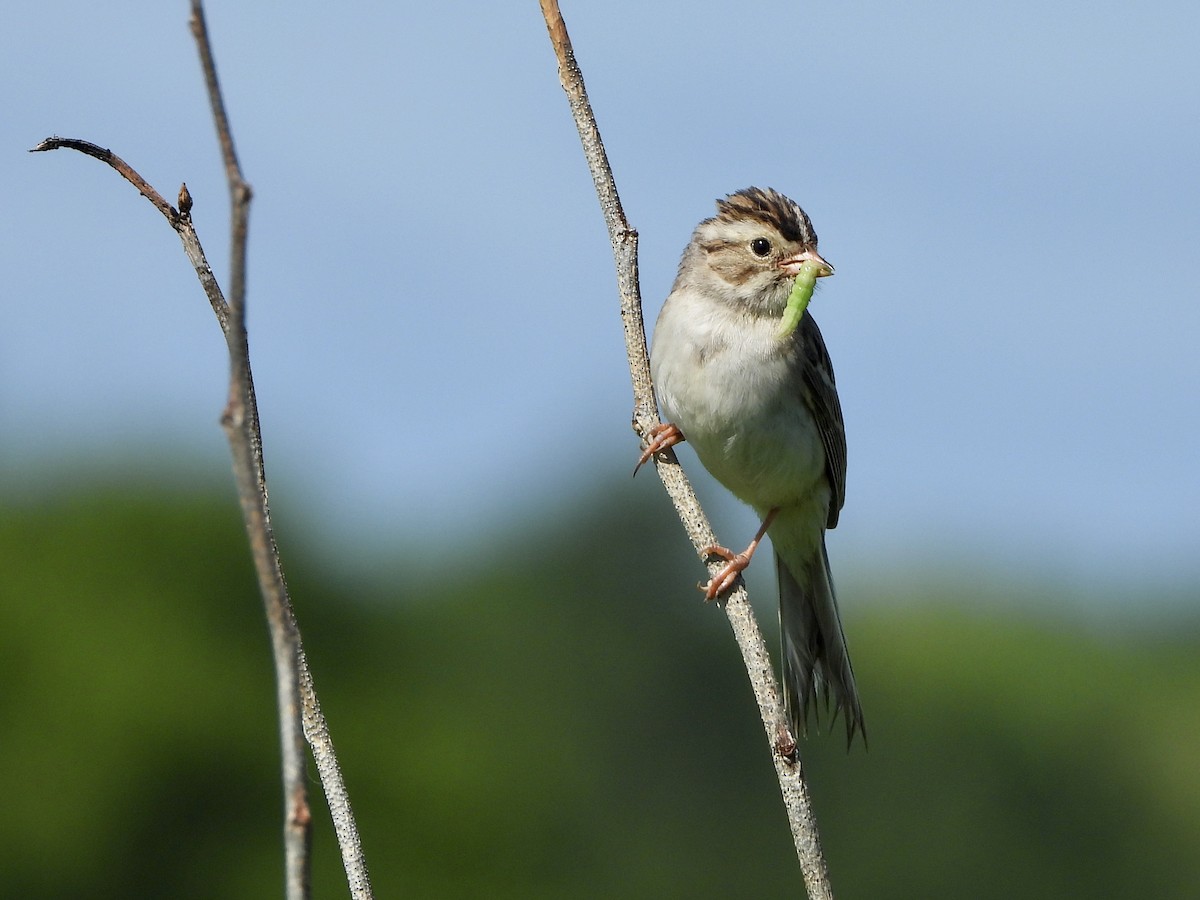 Clay-colored Sparrow - ML620751034
