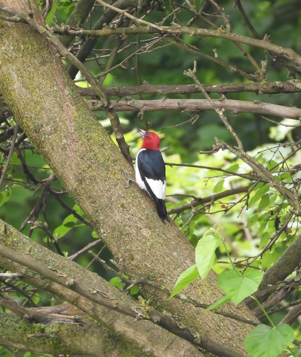 Red-headed Woodpecker - ML620751039