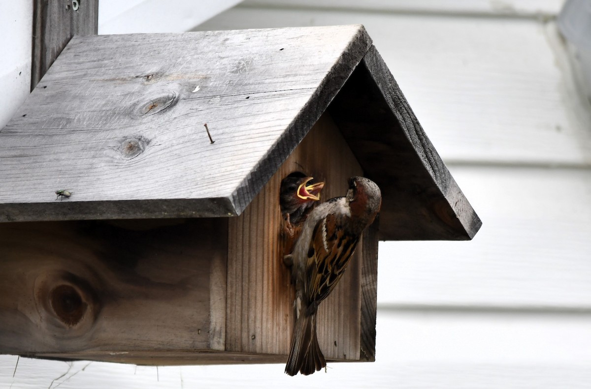 House Sparrow - ML620751040