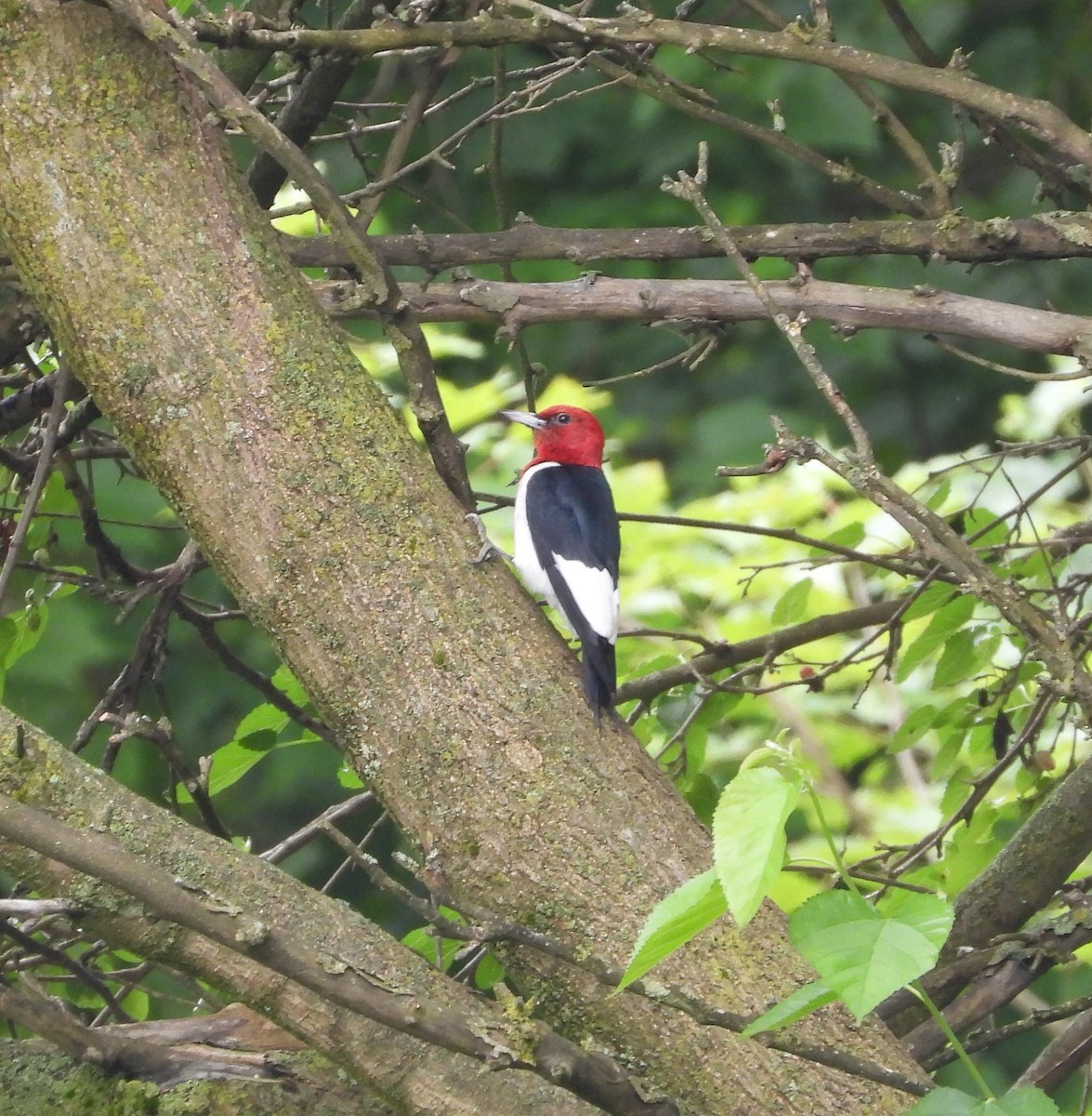 Red-headed Woodpecker - ML620751043