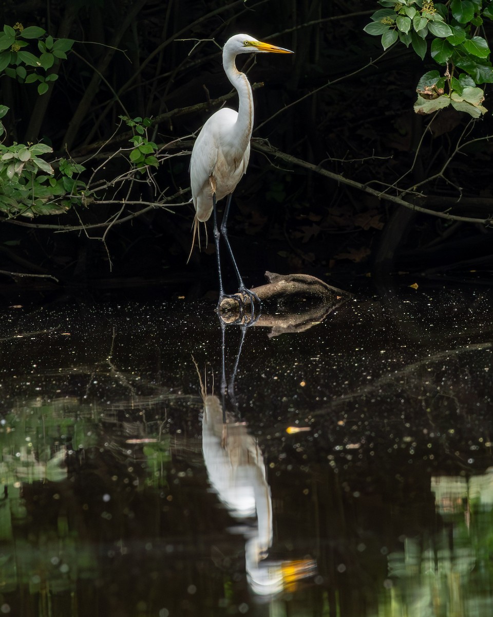 Great Egret - Anonymous