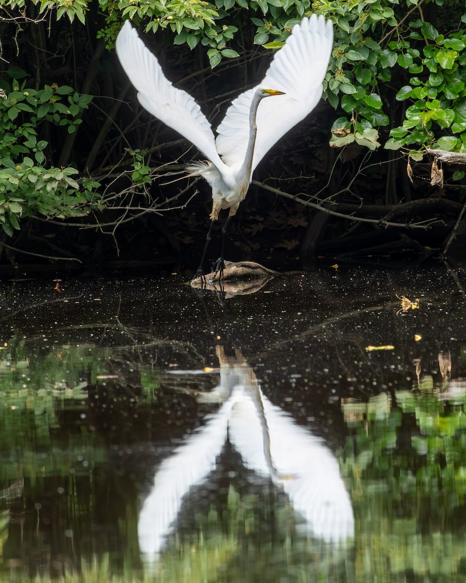 Great Egret - ML620751052