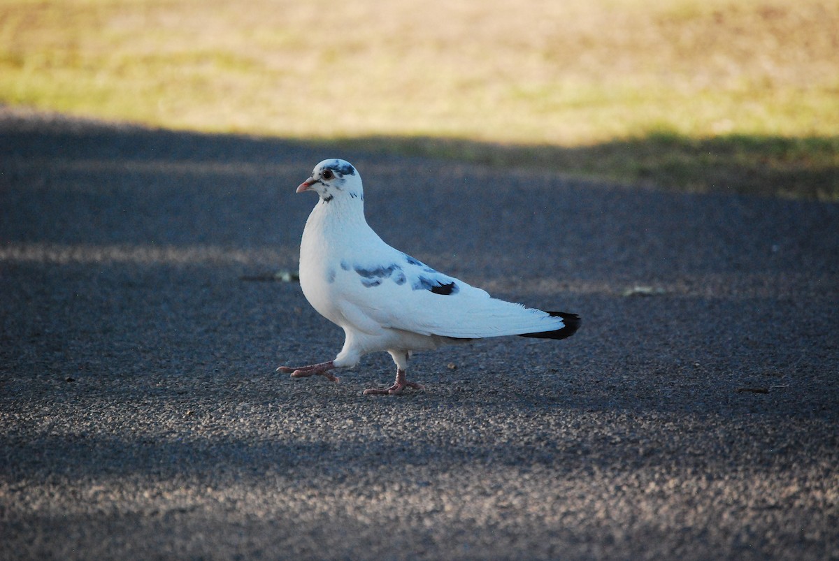 Rock Pigeon (Feral Pigeon) - ML620751059