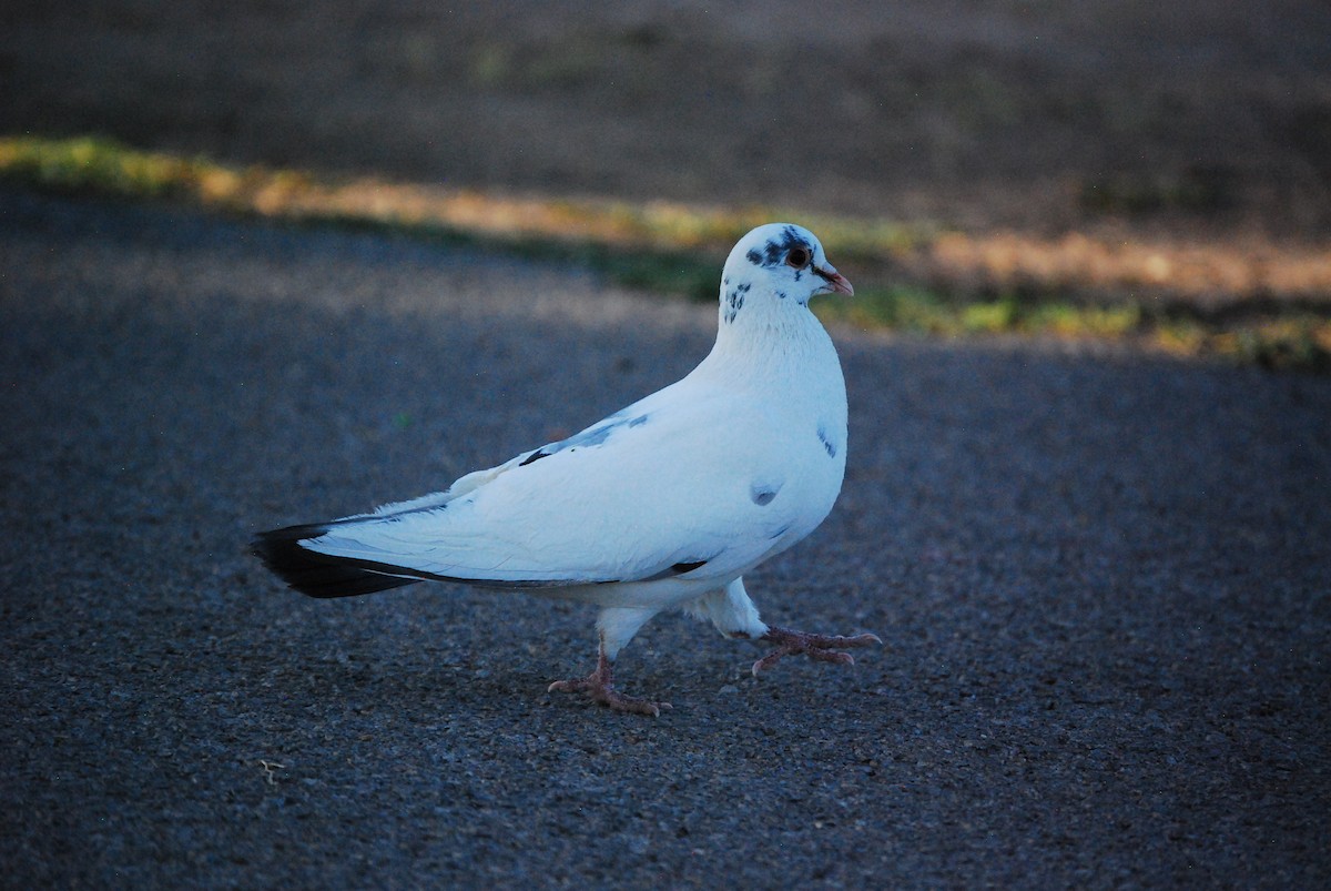 Rock Pigeon (Feral Pigeon) - ML620751063