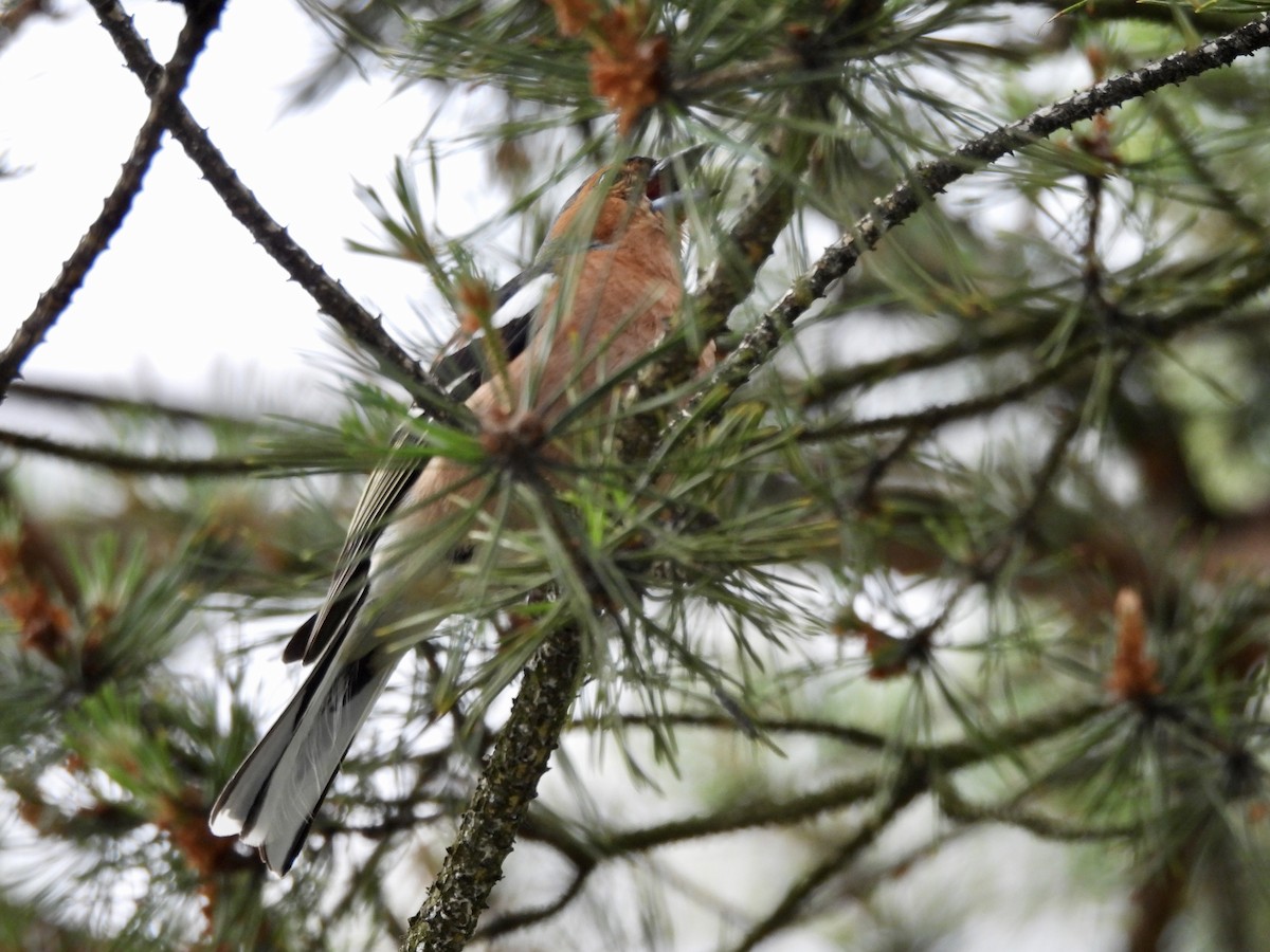 Common Chaffinch - ML620751066