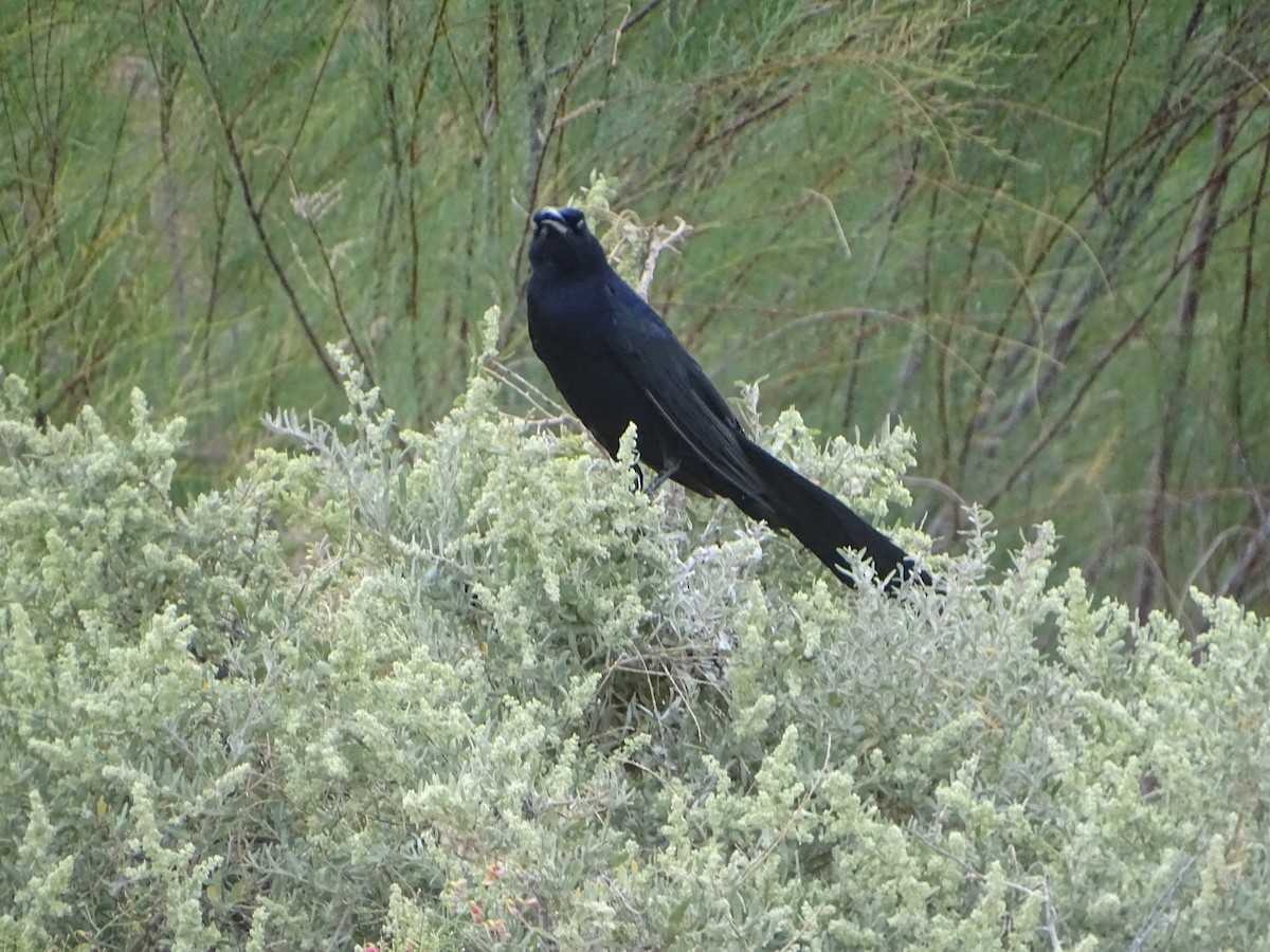 Great-tailed Grackle - ML620751075