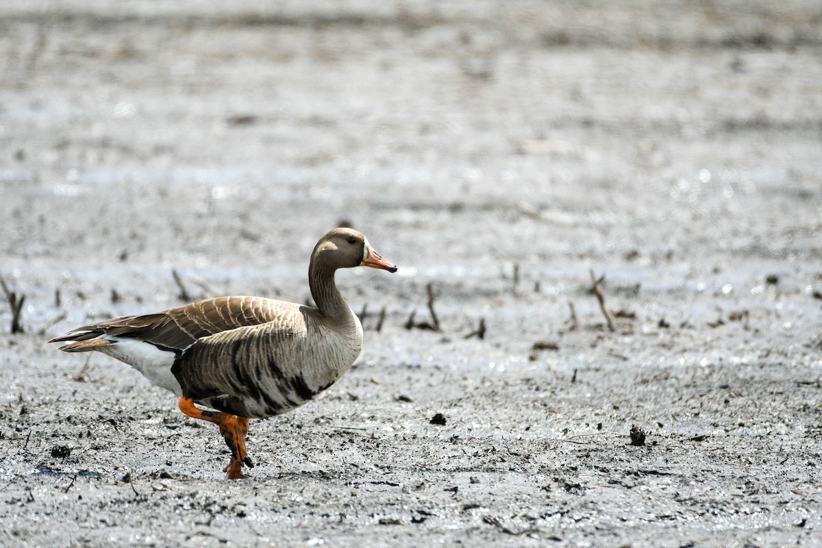 Greater White-fronted Goose - ML620751094