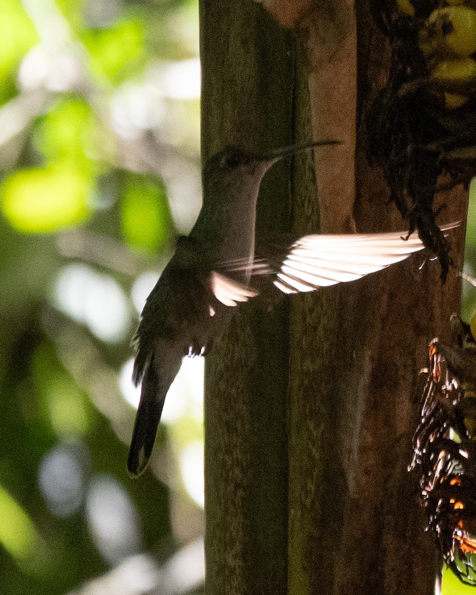 kolibřík hnědobřichý - ML620751118