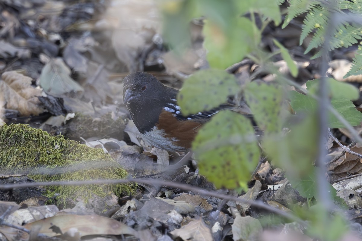 Spotted Towhee - ML620751136