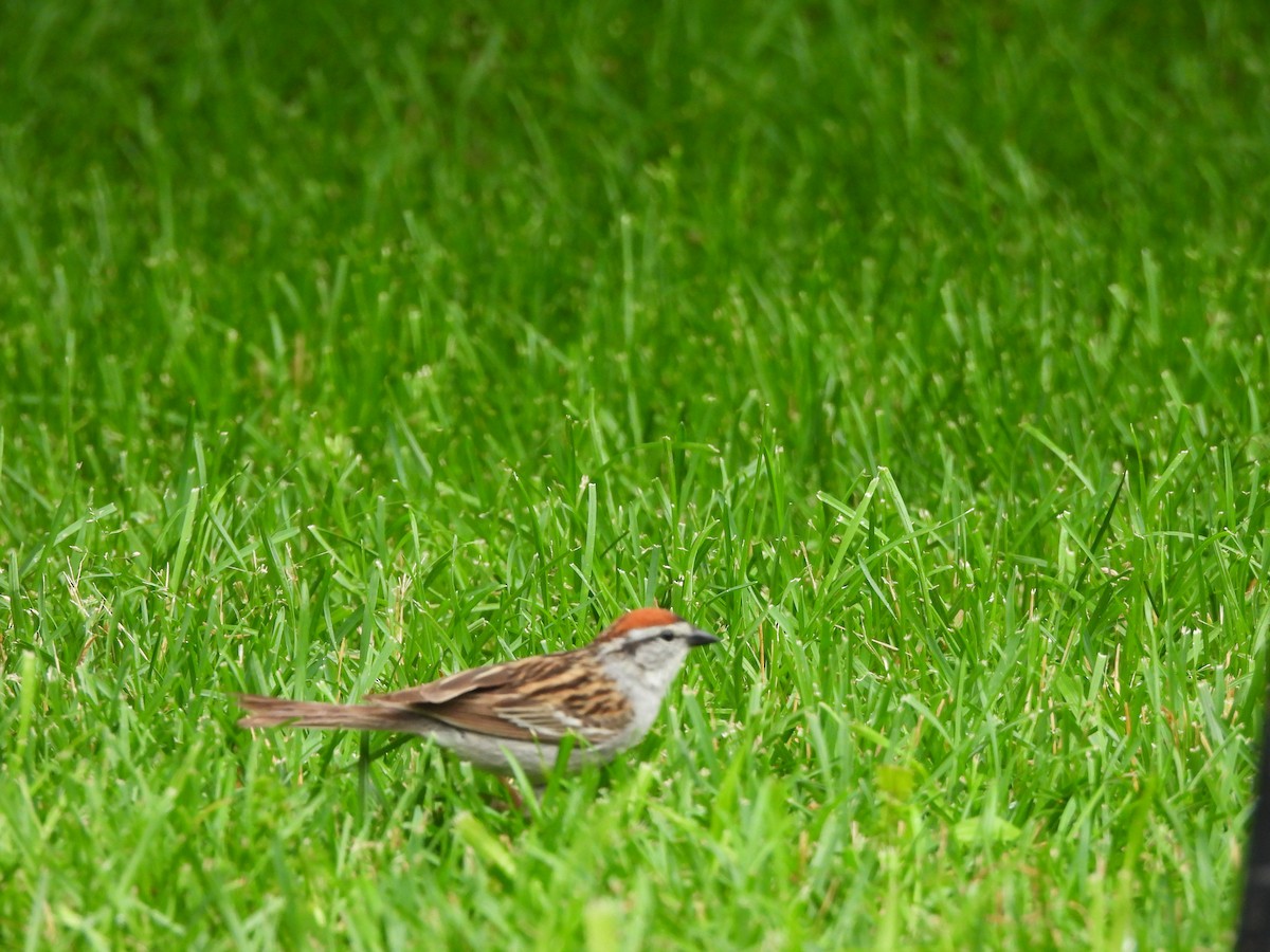 Chipping Sparrow - ML620751156
